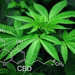 Le CBD un produit necessaire pour la santé