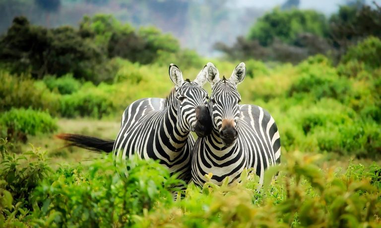 Les indispensables avant de partir en vacances au Kenya