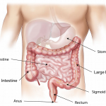 Santé intestinale : qu'est-ce que c'est ? Pourquoi c'est important ?