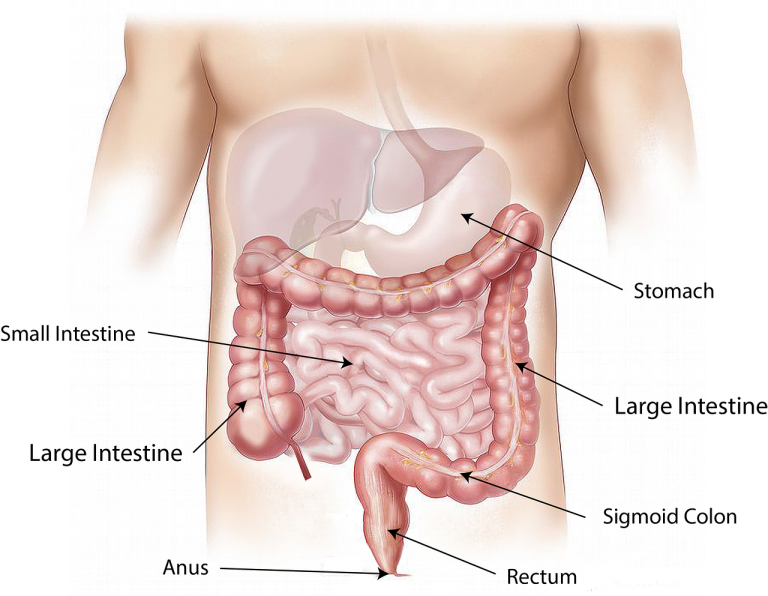 Santé intestinale : qu'est-ce que c'est ? Pourquoi c'est important ?