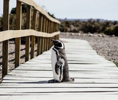 pingouins en Argentine