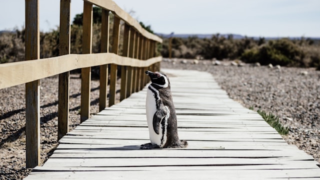 pingouins en Argentine