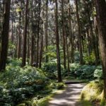 forêts de cèdres