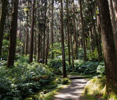 forêts de cèdres