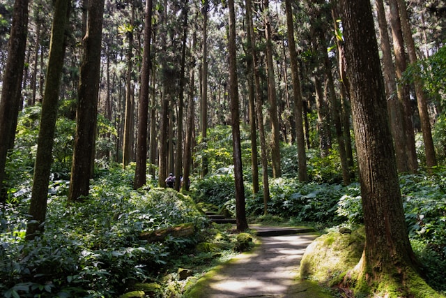 forêts de cèdres