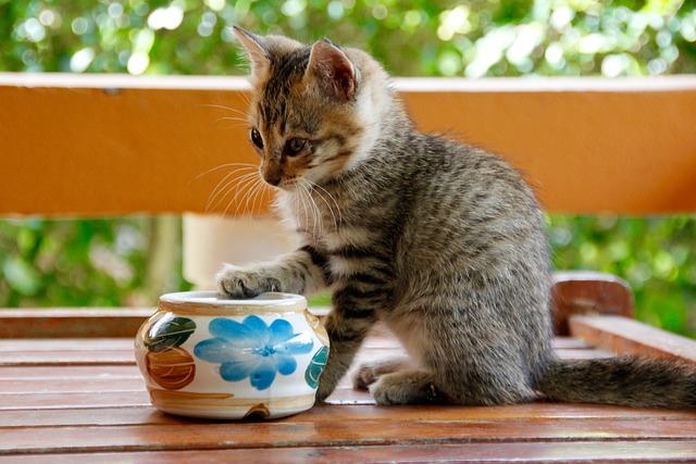 chats hypoallergéniques