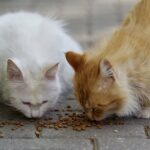 alimentation des chats